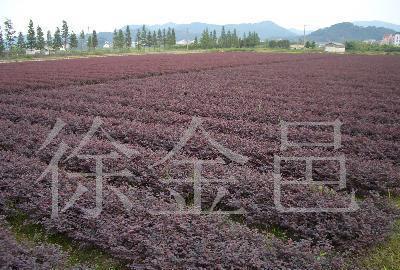 紅葉小檗 經濟與觀賞并存的苗木優選