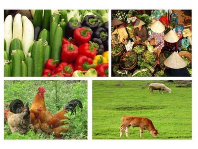 發展現代農業 農產品商標注冊的策略與選擇