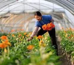 國家扶貧日 產業扶貧十大機制創新典型發布，農業領域展現脫貧攻堅新路徑